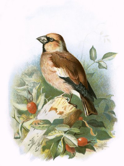 Hawfinch tekijältä English School