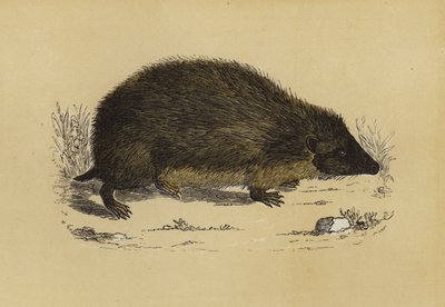 Hedge-Hog (väri litho) tekijältä English School