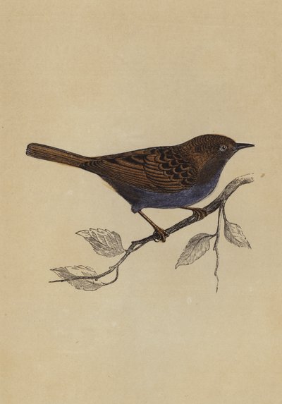Hedge Sparrow (väri litho) tekijältä English School