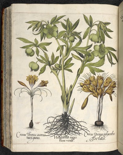 Helleborus Niger (musta hellebore) 