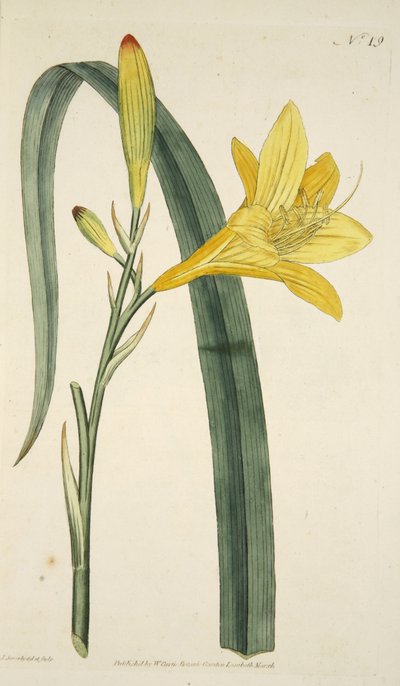 Hemerocallis Flava (keltainen päivälilja) The Botanical Magazainesta tai Flower Gardenista Näytetään, pub. 1796 (käsinvärinen kaiverrus) tekijältä English School