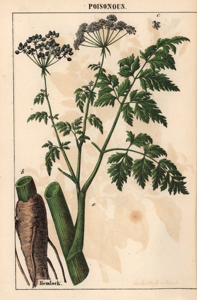 Hemlock tai Conium maculatum   , julkaisusta "The Instructive Picturebook, or Lessons from the Vegetable World", [Charlotte Mary Yonge], Edinburgh tekijältä English School