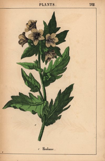 Henbane   , julkaisusta "The Instructive Picturebook, or Lessons from the Vegetable World", [Charlotte Mary Yonge], Edinburgh tekijältä English School