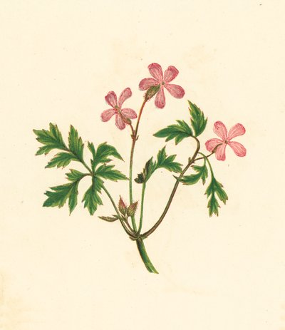 Herb Robert, tai Poor Robin, Geranium Robertianum (värilitosiini) tekijältä English School