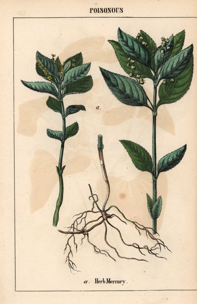 Yrtti elohopeaa   , julkaisusta "The Instructive Picturebook, or Lessons from the Vegetable World", [Charlotte Mary Yonge], Edinburgh tekijältä English School