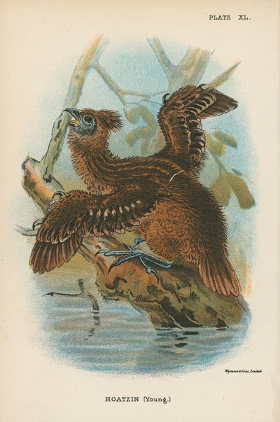 Hoatzin (nuori) tekijältä English School