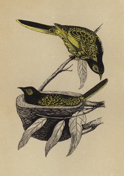 Honey-eater (väri litho) tekijältä English School
