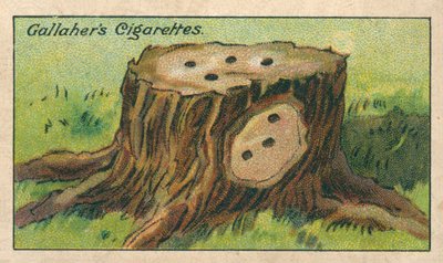 Miten tappaa puun kanto (chromolitho) tekijältä English School