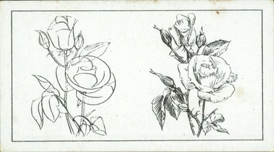 Miten piirtää: Study of a rose (litografia) tekijältä English School