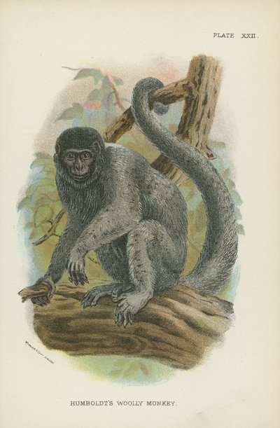 Humboldts Woolly Monkey tekijältä English School