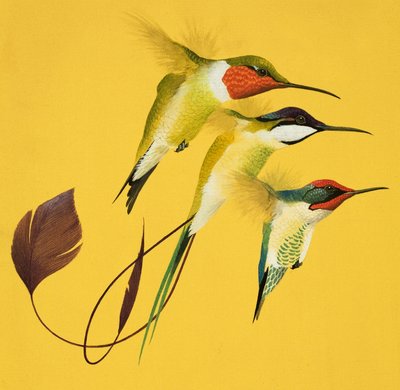 Humming Birds (guassi paperille) tekijältä English School