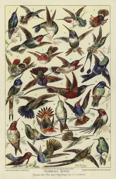 Hummingbirds tekijältä English School