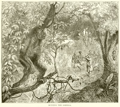 Gorillan metsästys tekijältä English School