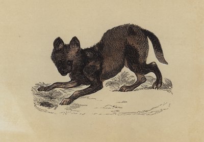 Hyaena Dog (väri litho) tekijältä English School