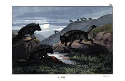 Hyena tekijältä English School
