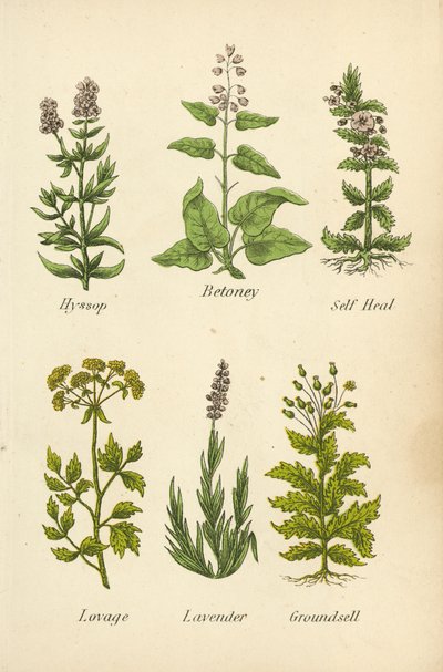 Isosoppi, Betoney, Self Heal, Lovage, Laventeli, Groundsell (värilitro). tekijältä English School