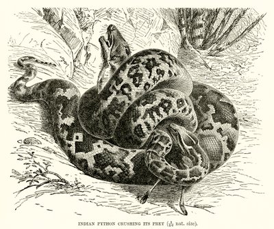 Intian Python murskaa saaliinsa tekijältä English School