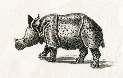 Intian sarvikuono tai yksisarvinen sarvikuono, Rhinoceros unicornis, 1700-luvun printistä (kaiverrus) tekijältä English School