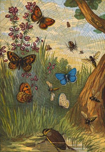 Hyönteiset (värilitot) tekijältä English School