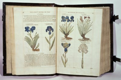 Iris (Flowers de-luce), kuusi lajiketta John Gerardin kirjasta "The First Booke of the Historie of Plants", julkaistu 1597 tekijältä English School