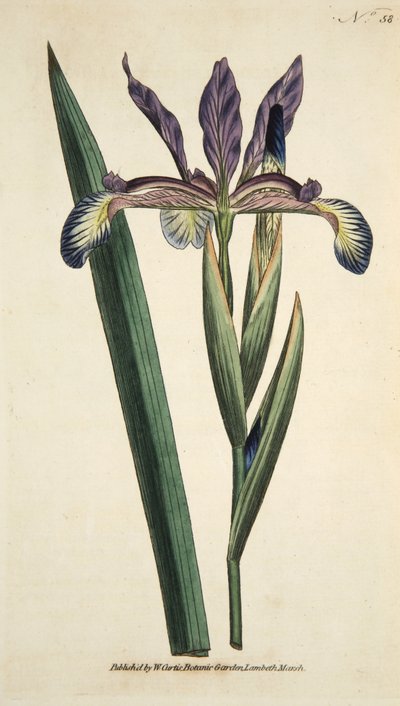 Iris Spuria (Spurious Iris), The Botanical Magazine tai Flower Garden Displayed, pub. 1790 (käsinvärinen kaiverrus) tekijältä English School