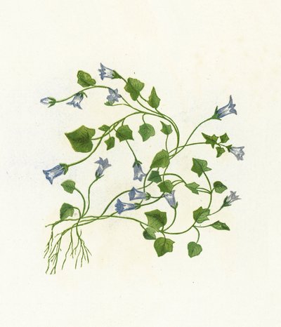 Ivy-lehtinen kellokukka, Campanula Hederacea tekijältä English School