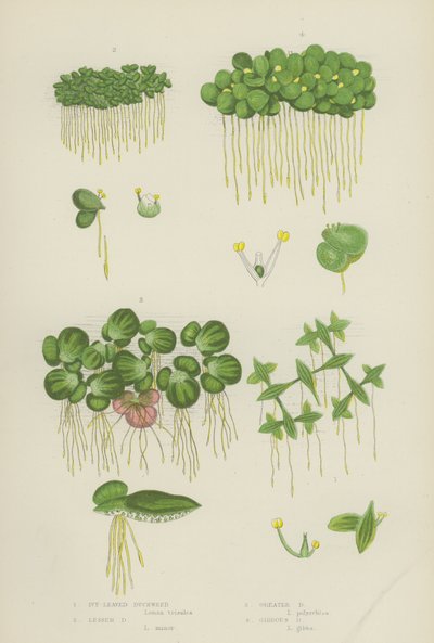 Ivy-Leaved Duckweed, Lesser Duckweed, Iso Duckweed, Gibbous Duckweed (väri litho) tekijältä English School