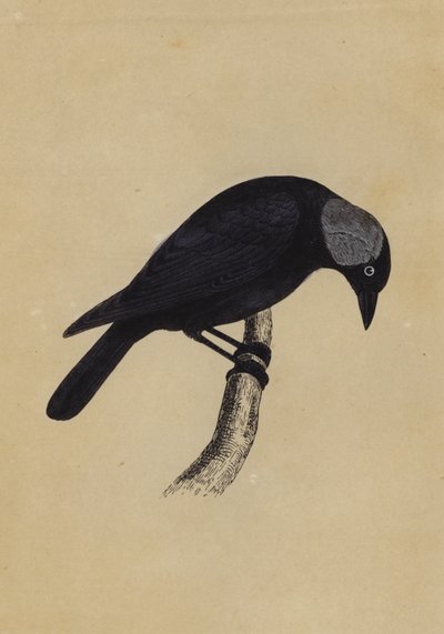 Jackdaw (värijäsenet) tekijältä English School