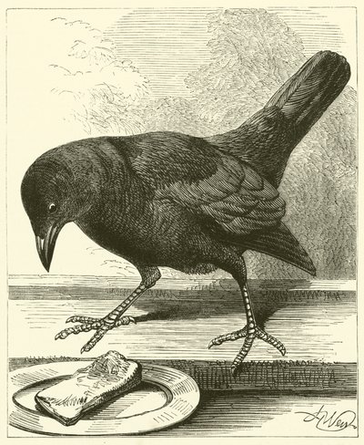 Jackdaw (kaiverrus) tekijältä English School
