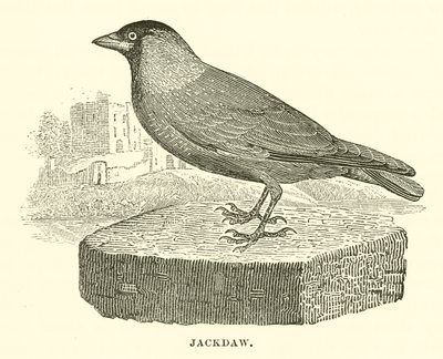 Jackdaw (kaiverrus) tekijältä English School