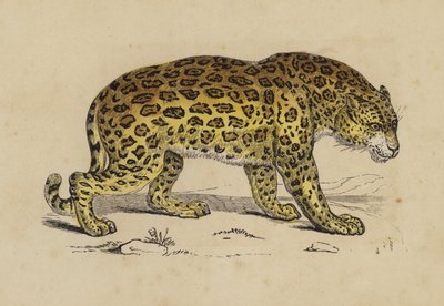 Jaguar (väri litho) tekijältä English School