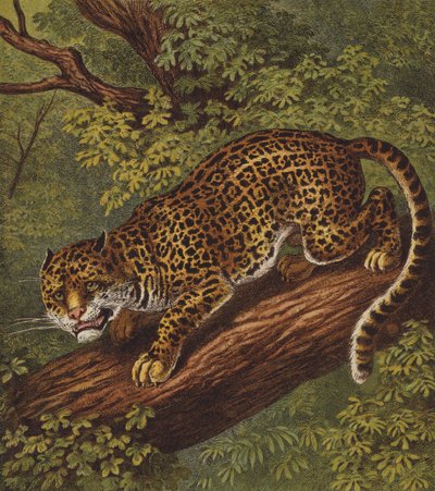 Jaguar (väri litho) tekijältä English School