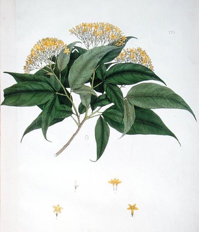 Jasminum Heterophyllum (väri litho) tekijältä English School
