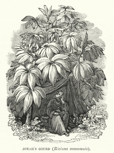 Joonan kurkku, Ricinus communis (kaiverrus) (kaiverrus) tekijältä English School