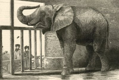 Jumbo, suuri afrikanelefantti eläintarhassa (kaiverrus) (kaiverrus) tekijältä English School