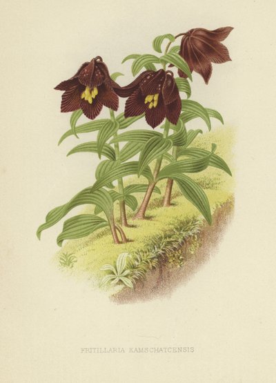 Kamchatka fritillary tai Kamchatka lilja tekijältä English School