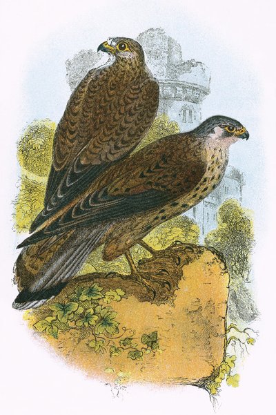 Kestrel tekijältä English School
