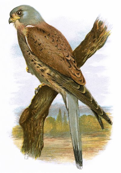 Kestrel tekijältä English School