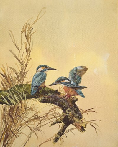 Kingfishers, n. 1890 (wc paperilla) tekijältä English School