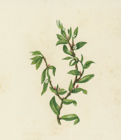 Solmunurmikka, Polygonum Aviculare (värilitho) tekijältä English School