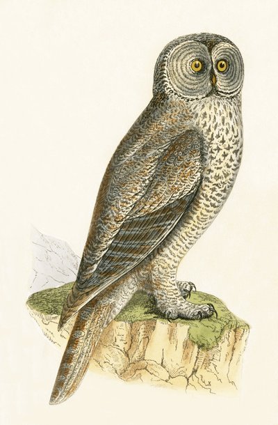 Lapipöllö, kuvitus Charles Robert Breen (1811-86) julkaisusta "A History of the Birds of the Birds of the British Islands", julkaistu 1867 tekijältä English School