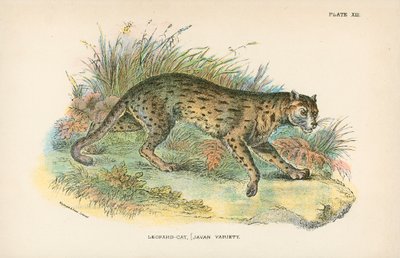 Leopardikissa, [Javanin lajike] tekijältä English School