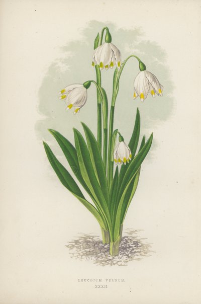 Leucojum Vernum (väri litho) tekijältä English School
