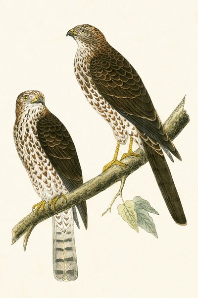 Levantin varpushaukka, kuva Charles Robert Breen (1811-86) teoksesta "A History of the Birds of Europe Not Observed in the British Isles", julkaistu 1867. tekijältä English School