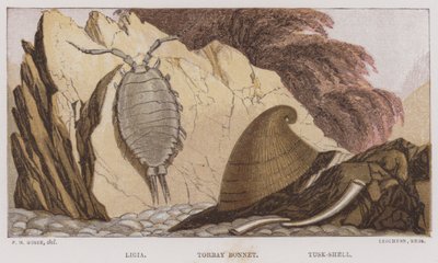 Ligia, Torbay Bonnet, Tusk-Shell (värilitografia). tekijältä English School