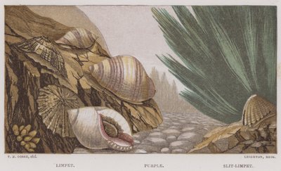 Limpet, Violetti, Slit-Limpet (väri litho) tekijältä English School