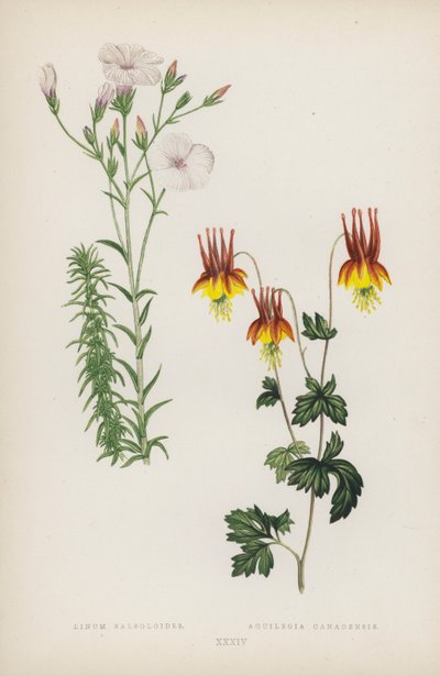 Linum Salsoloides; Aquilegia canadensis (väri litho) tekijältä English School