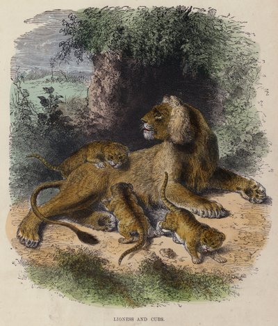 Lioness and Cubs (värillinen kaiverrus) tekijältä English School