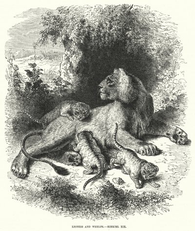 Lioness and Whelps, Ezekiel XIX (kaiverrus) tekijältä English School