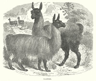 Liekit (kaiverrus) tekijältä English School